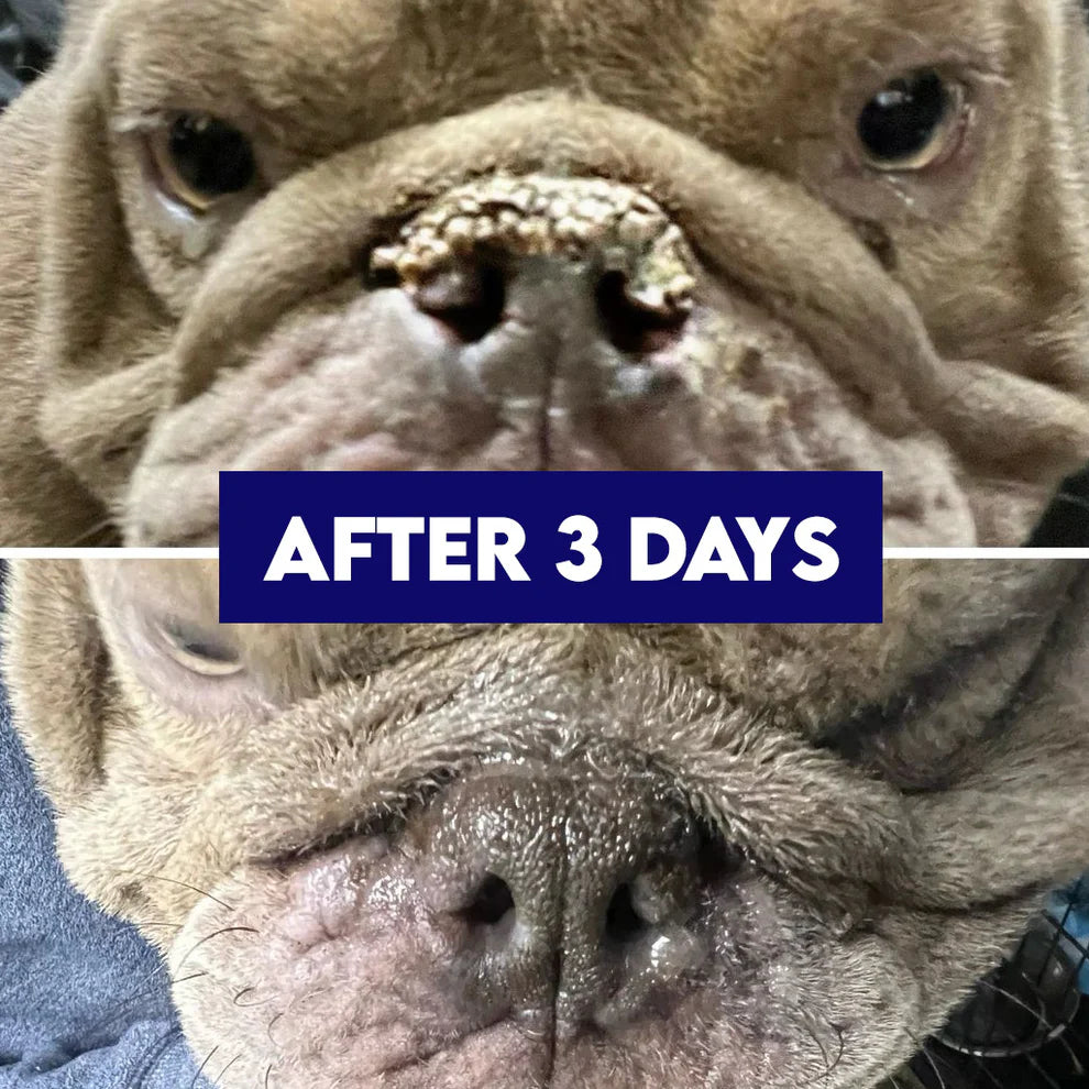 2 oz. Revolutionary (Pet Nose) Repair Balm
