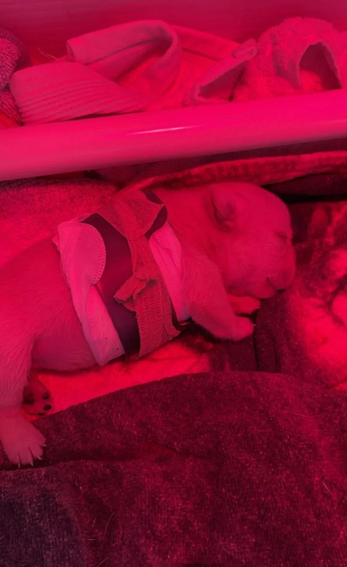 Puppy Flat Chest protector & treatment "bundle"All Sizes